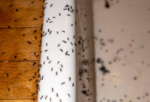 Best Mosquito Control Services  in Fairfield, IA
