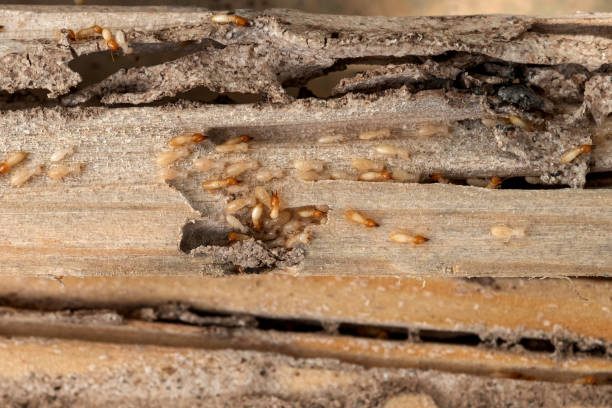 Best Pest Control Near Me  in Fairfield, IA